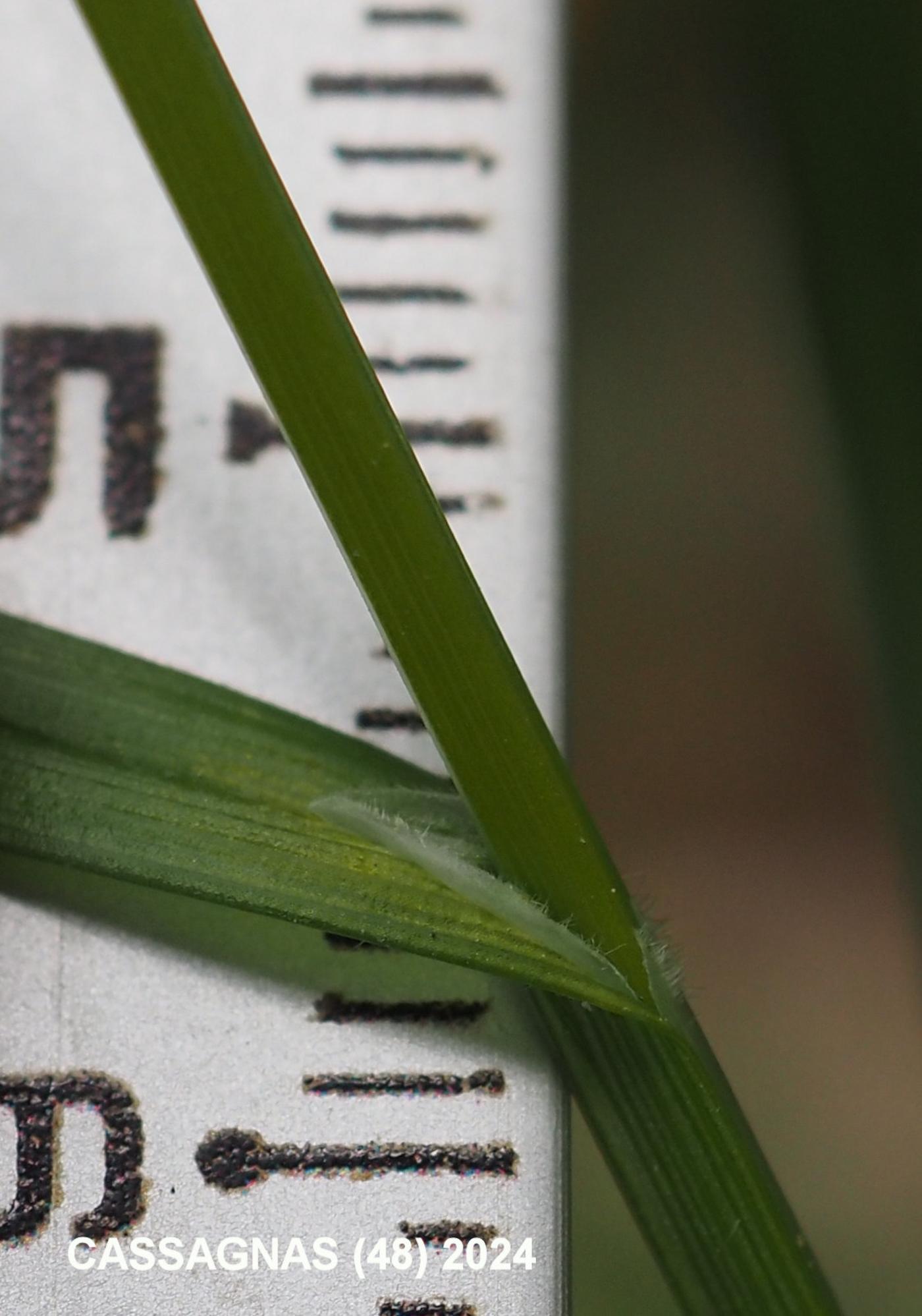 Sedge, Pale leaf